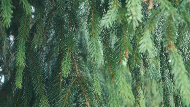 Raindrops on spruce needles.