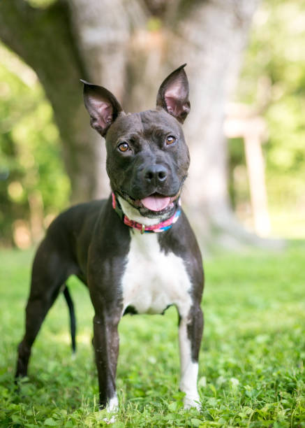istock A black and white Terrier mixed breed dog 1257776227