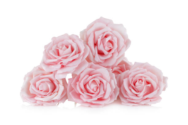 różowe papierowe róże na białym z refleksem - backdrop horizontal reflection day zdjęcia i obrazy z banku zdjęć