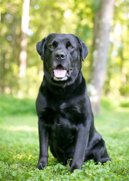 istock A purebred black Labrador Retriever dog 1257776298