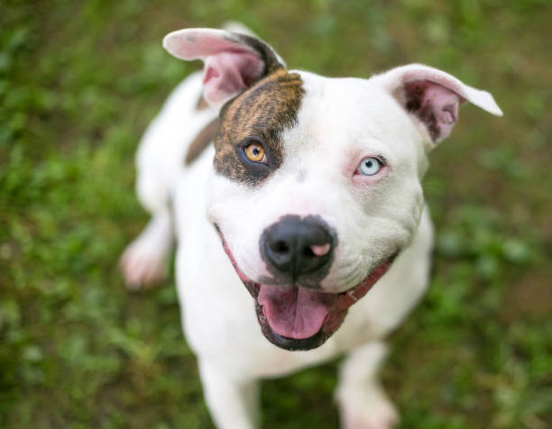 istock A brindle and white Pit Bull Terrier mixed breed dog with heterochromia in its eyes 1257776328