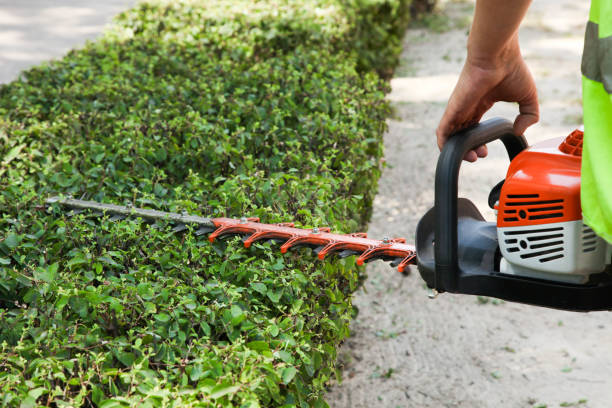istock gardener trims a bush with a brush cutter 1257776499