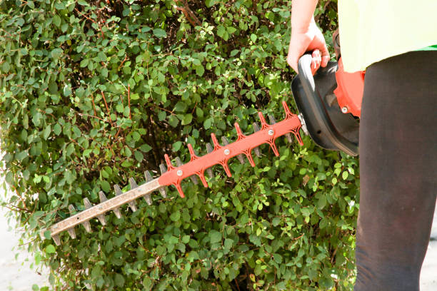 istock gardener trims a bush with a brush cutter 1257776504