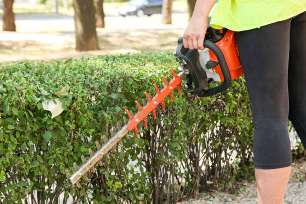 istock gardener trims a bush with a brush cutter 1257776508