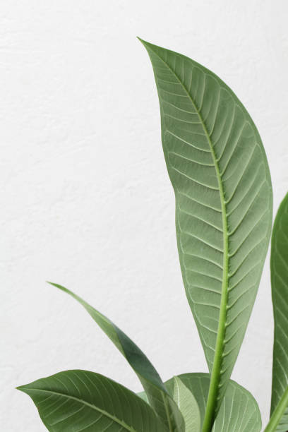 istock Green Leaves Border For An Angle Of Page on White Background copy space 1257776559