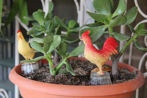Ornamental hens in the garden