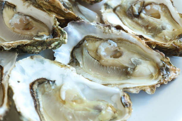 istock Fresh delicious opened oysters 1257776834