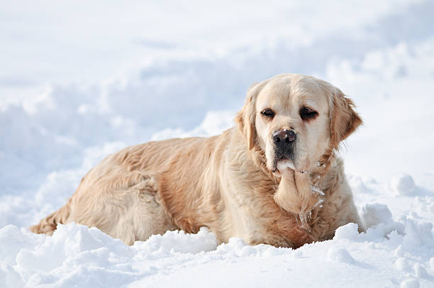 istock Dog (Golden Retriever) lying in the snow 125777795