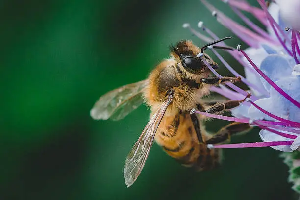 Honey bee getting nectar