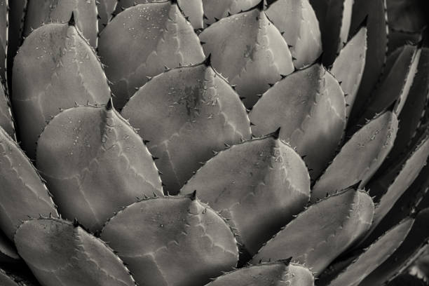 istock Succulent symmetry in monochrome 1257779067