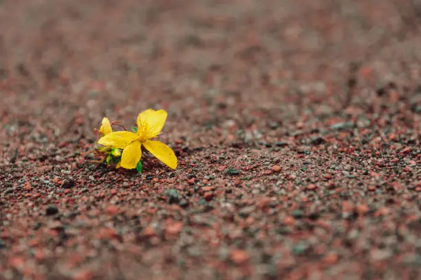 Bright yellow spring flower lying on the ground in a low angle view with selective focus and copyspace conceptual of the season