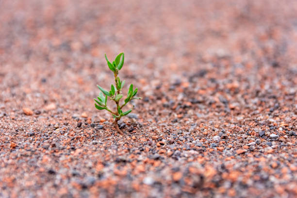 istock Sprouting leafy green plant in gravel 1257780063
