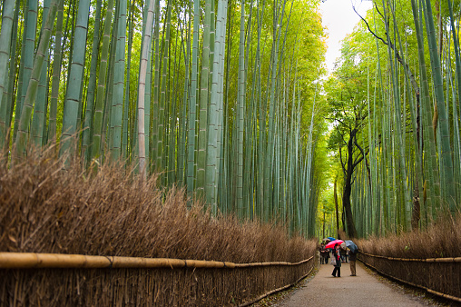 Rainy day in bamboo forest in Arashiyama, Kyoto, Japan. This place is very famous for tourists.
