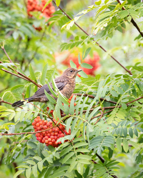 istock Common Blackbird, Merl, eating Rowan Berries, Austria 1257780237