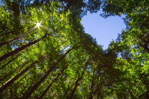 ハートと太陽の森 - 樹冠 ストックフォトと画像