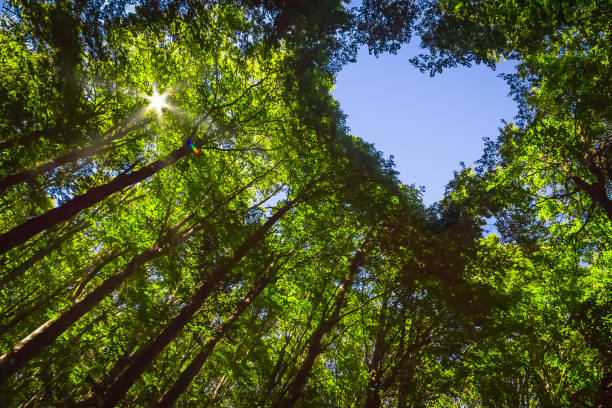 Forest with Heart and Sun The Canopy of this Forest has a Heart Shaped Hole showing Blue Sky tree canopy stock pictures, royalty-free photos & images