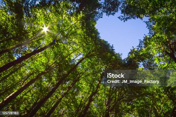 Forest With Heart And Sun Stock Photo - Download Image Now - Sustainable Resources, Heart Shape, Tree