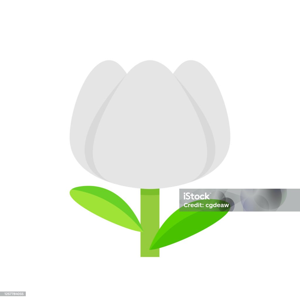 Hoa Tulip Trắng Xám Đơn Giản Cô Lập Trên Nền Trắng Hoa Tulip Màu ...