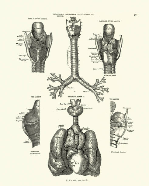 Human anatomy, muscles cartilage of larynx, trachea, bronchi, lungs, heart Vintage illustration of Human anatomy, muscles cartilage of larynx, trachea, bronchi, lungs and heart, Victorian anatomical drawing, 19th Century vintage medical diagrams stock illustrations