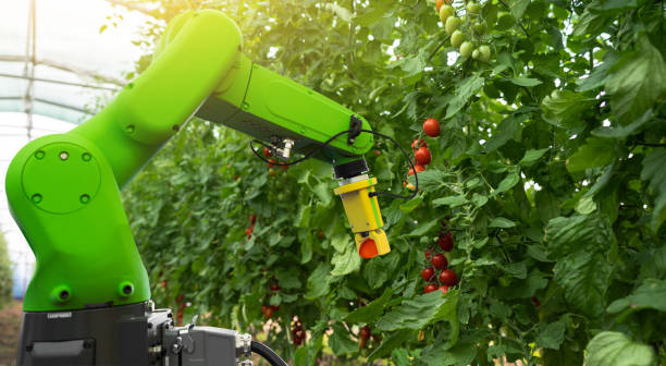 istock Robot is working in greenhouse with tomatoes 1257786030