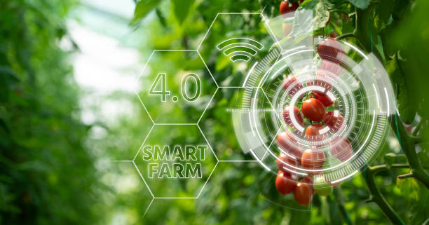 istock Tomatoes in greenhouse with infographics 1257786060