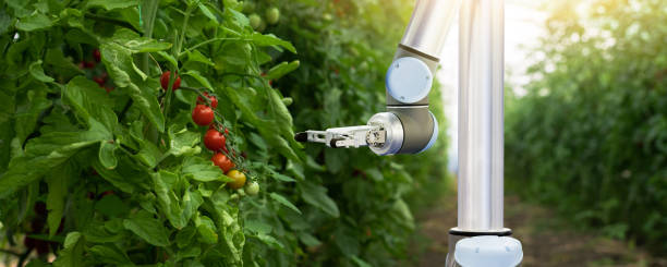istock Robot is working in greenhouse with tomatoes 1257786073