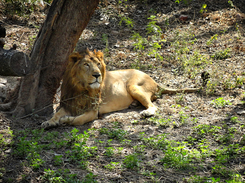 Asiatic lion sitting near a tree in delhi zoo