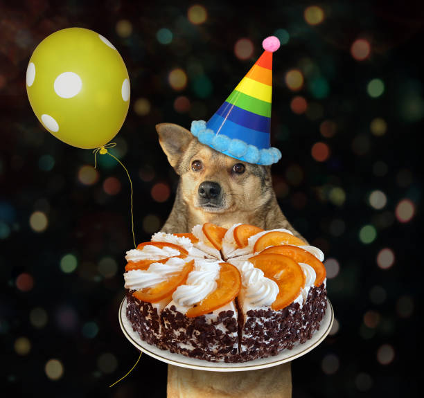 istock Dog in party hat holds orange cake 1257787616
