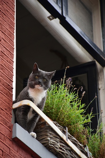 Cat sitting at a window ledge of a traditional house in Amsterdam