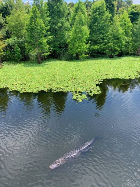 istock Alligator in the Wild Outdoors 1257789495