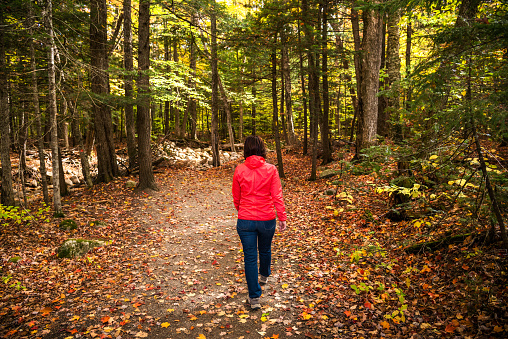 Woman hiker waking along a forest path covered in fallen leaves in autumn. NH, USA.