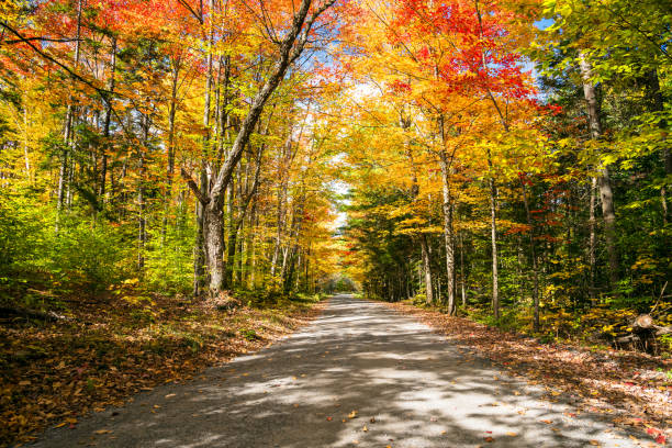 istock Beautiful autumn colours along a back road on a sunny day 1257790765