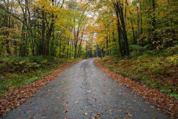 istock Unpaved mountain road through a deciduous forest on a rainy autumn day 1257791043