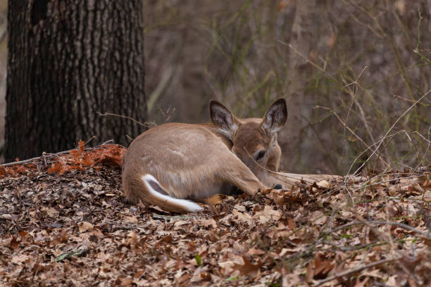 istock White-Tailed Deer in New Jersey Woods 1257791124