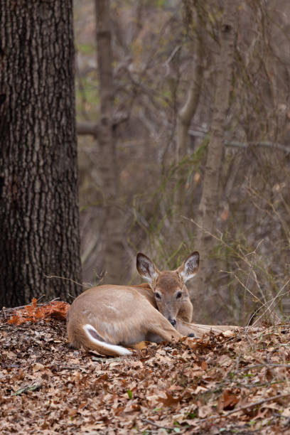 istock White-Tailed Deer in New Jersey Woods 1257791166
