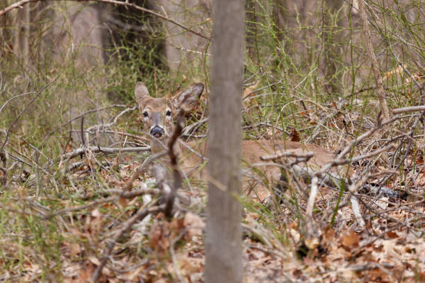 istock White-Tailed Deer in New Jersey Woods 1257791509