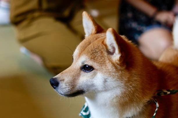 istock Shiba Inu 1257791616