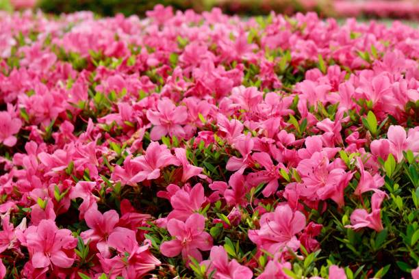 istock Imperial Gardens — Pink Flowers 1257791718