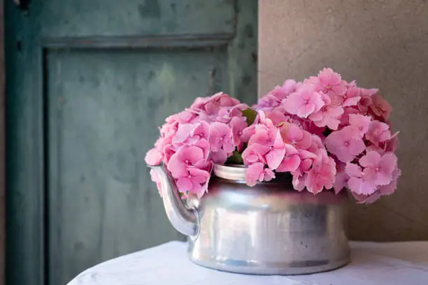 Pink Hydrangeas flowers in a old kettle
