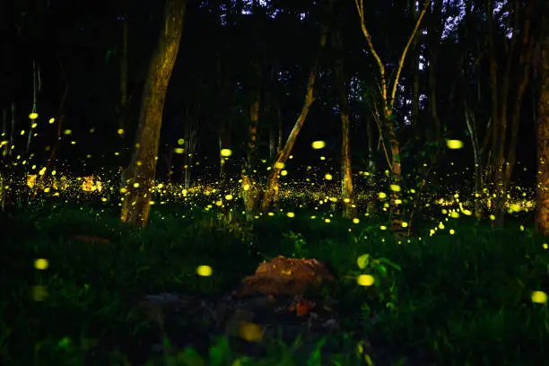 Taking pictures of fireflies at night. Long exposure photo so causing noise and grain film.