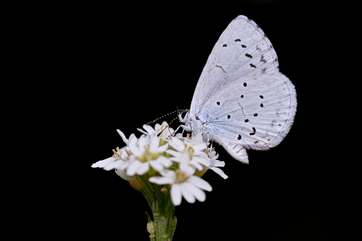 Provencal short-tailed blue (Cupido alcetas) perched on white flower. Macro butterfly isolated on black background. Side view insect pollinator.