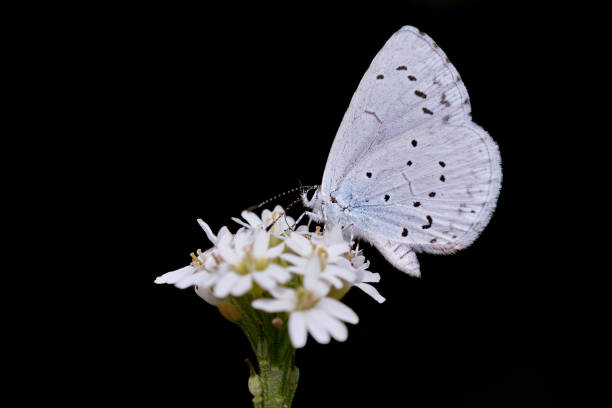 Provencal short-tailed blue (Cupido alcetas) perched on white flower and isolated on black background. Provencal short-tailed blue (Cupido alcetas) perched on white flower. Macro butterfly isolated on black background. Side view insect pollinator. white tailed stock pictures, royalty-free photos & images