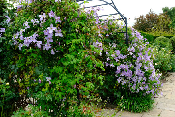 istock Garden Trellis with Clematis 1257795576