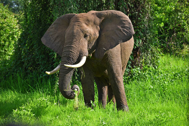 istock Elephant in South Luangwa National Park 1257795588