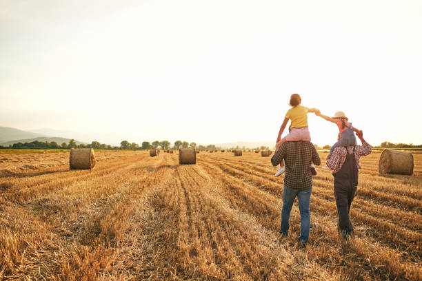 gevende vader en opa die nieuwsgierige zuster op hun schouder dragen terwijl het genieten van zonsondergang bij het tarwegebied - boerderij stockfoto's en -beelden