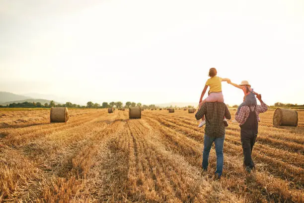 Photo of Caring father and grandpa carrying curious sister on their shoulder while enjoying sunset at the wheat field