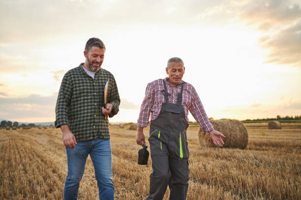 After they checked a quality of hay contented father and son going home Proud mid adult hardworking farmer standing at the wheat field on his organic farm with tablet in his hand and having a discussion with a senior farmer agronomist photos stock pictures, royalty-free photos & images