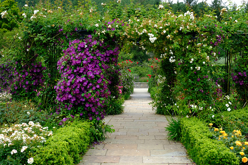 Lush summer English garden trellis with clematis and roses.