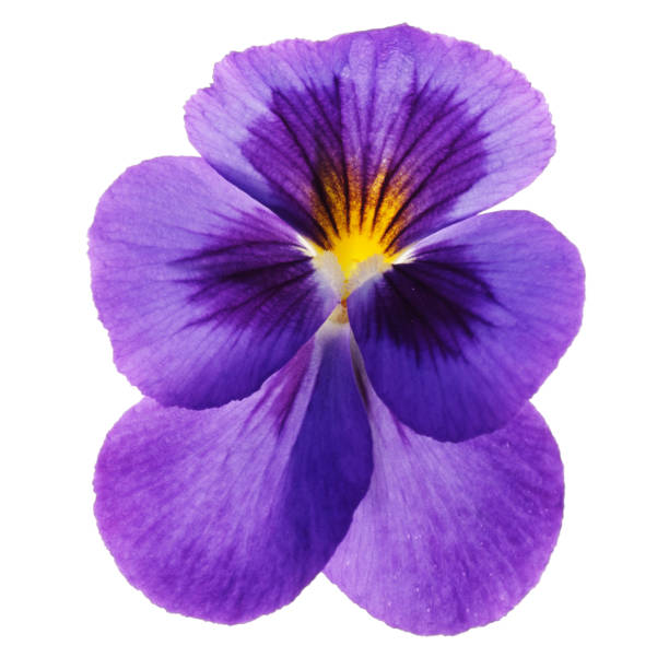 istock Violet flower isolated on white background 1257795982