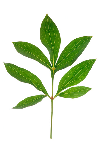 Green peony leaf, back light, isolated